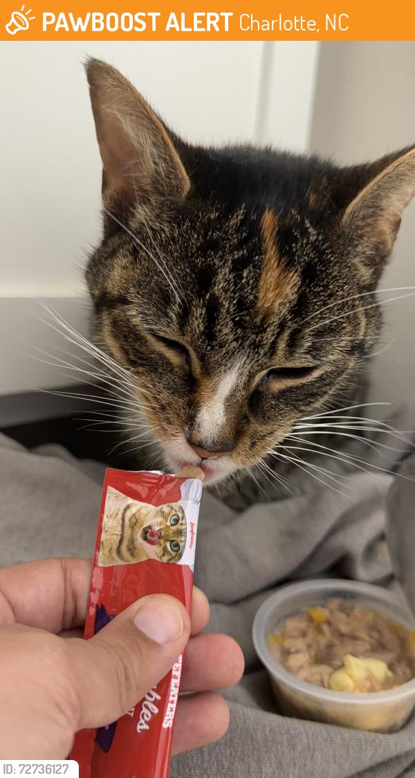 Found/Stray Female Cat last seen Between building 4675 and 4655 Windsor Addison Park apmts , Charlotte, NC 28269