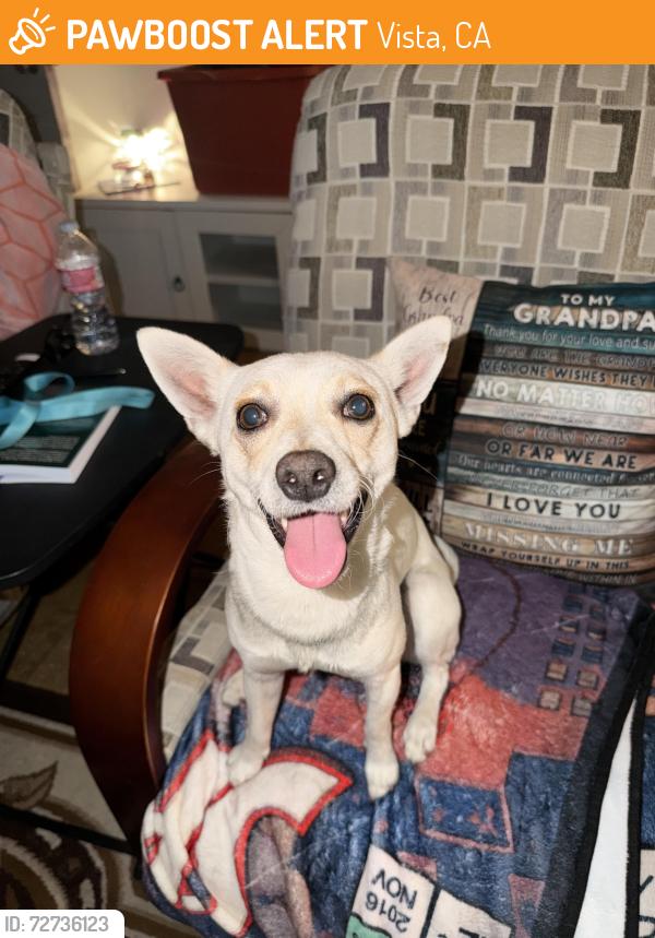 Found/Stray Unknown Dog last seen Across the street from the Casita Center. , Vista, CA 92083