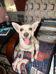 Found/Stray Unknown Dog last seen Across the street from the Casita Center. , Vista, CA 92083