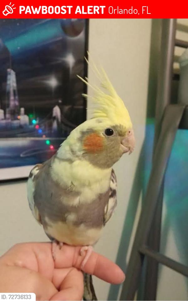 Lost Male Bird last seen Town Center Blvd & Florida Turnpike , Orlando, FL 32837