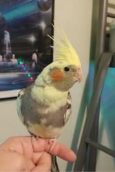 Lost Male Bird last seen Town Center Blvd & Florida Turnpike , Orlando, FL 32837