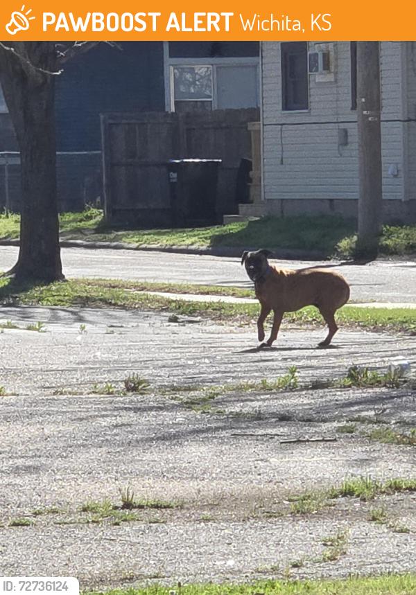 Found/Stray Unknown Dog last seen E Boston and Topeka and  in and out out the church parking lot north of Boston , Wichita, KS 67211