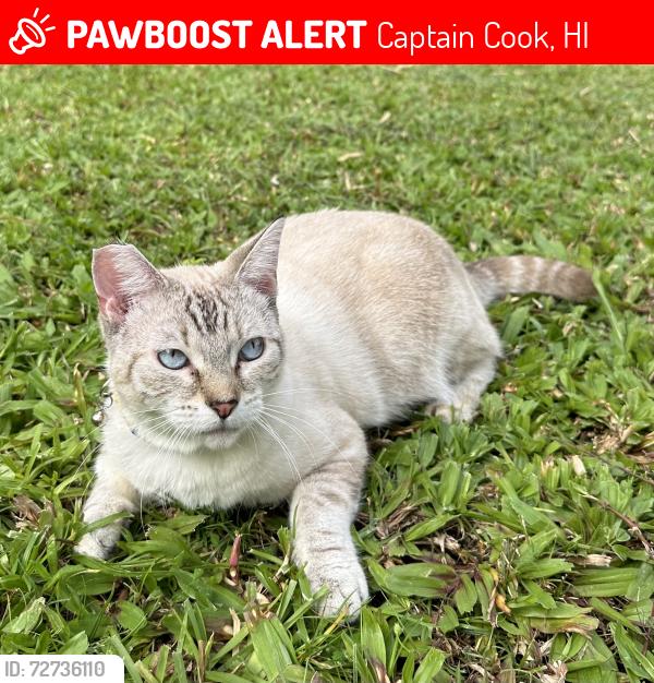 Lost Female Cat last seen Below the bridge, Captain Cook, HI 96704