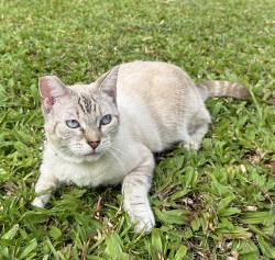 Lost Female Cat last seen Below the bridge, Captain Cook, HI 96704