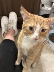 Found/Stray Male Cat last seen Landmark Middle School, Moreno Valley, CA 92555