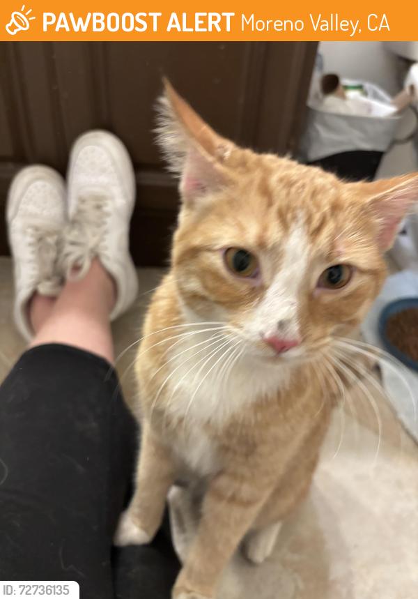 Found/Stray Male Cat last seen Landmark Middle School, Moreno Valley, CA 92555