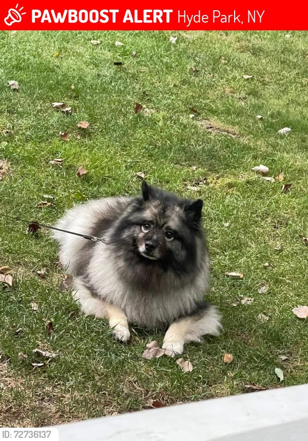 Lost Female Dog last seen Green fields neighborhood , Hyde Park, NY 12601
