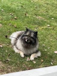Lost Female Dog last seen Green fields neighborhood , Hyde Park, NY 12601