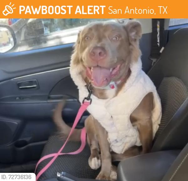 Found/Stray Female Dog last seen Near Patricia , San Antonio, TX 78213