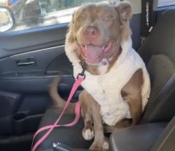 Found/Stray Female Dog last seen Near Patricia , San Antonio, TX 78213