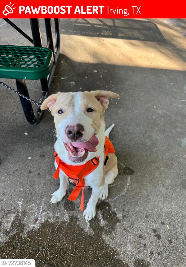 Lost Male Dog last seen Manions st, Irving, TX 75062
