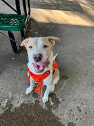 Lost Male Dog last seen Manions st, Irving, TX 75062