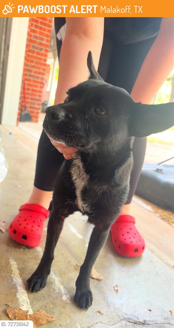 Found/Stray Female Dog last seen Malakoff Junior High School , Malakoff, TX 75148