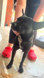 Found/Stray Female Dog last seen Malakoff Junior High School , Malakoff, TX 75148