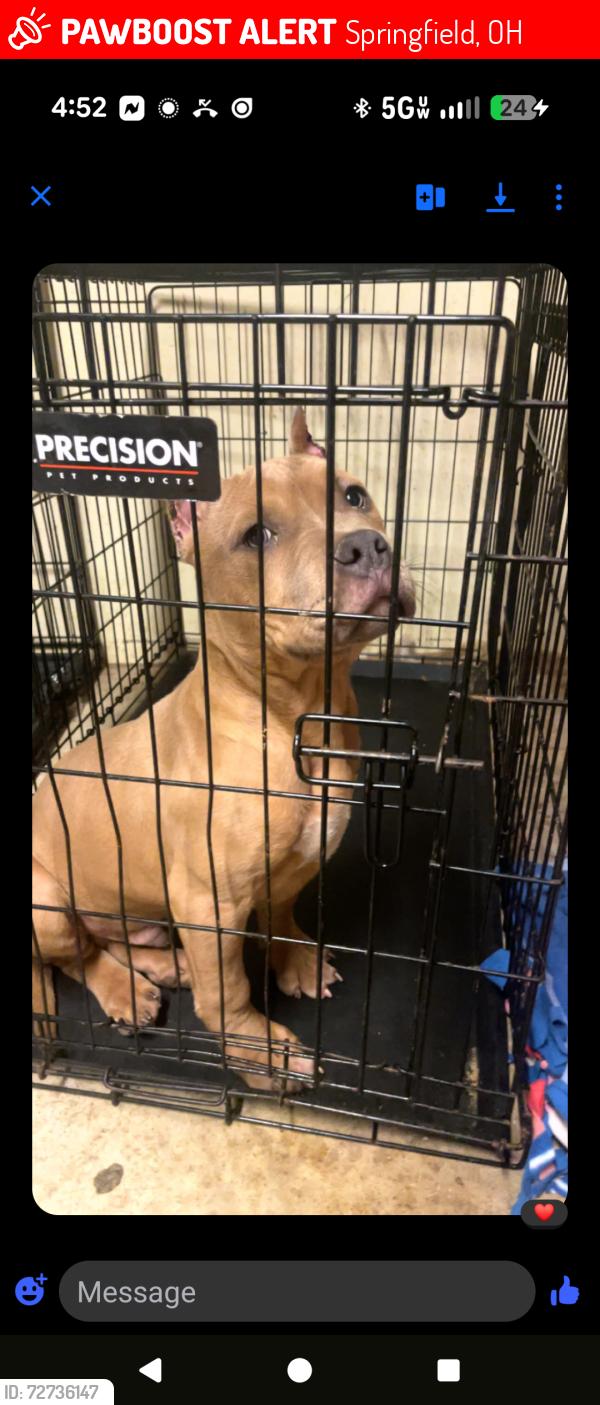 Lost Male Dog last seen Tacoma, Springfield, OH 45503