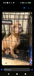 Lost Male Dog last seen Tacoma, Springfield, OH 45503