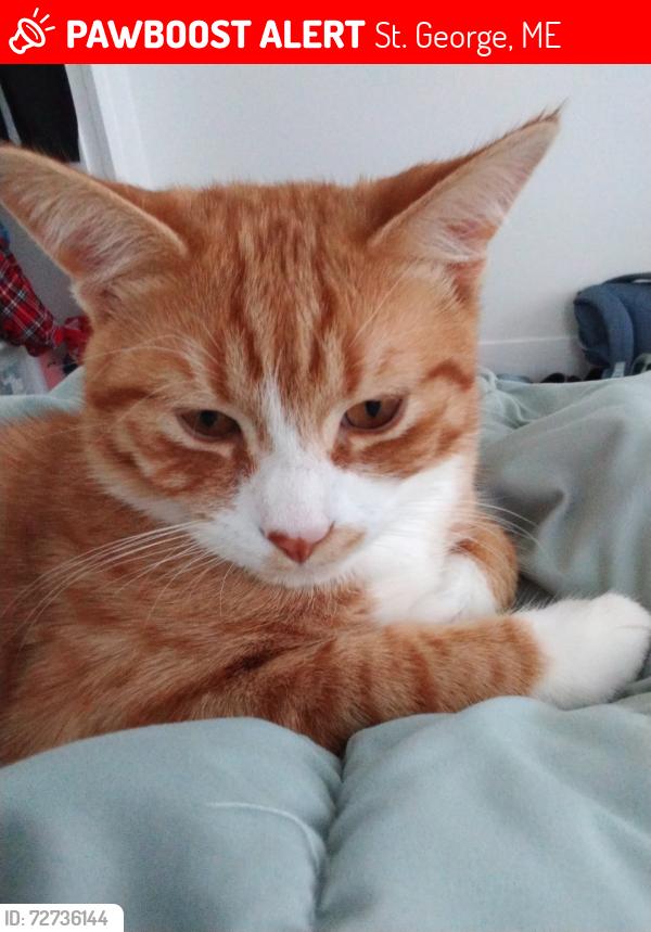 Lost Male Cat last seen Near or harts neck rd , St. George, ME 04860