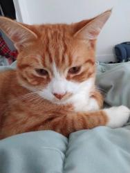 Lost Male Cat last seen Near or harts neck rd , St. George, ME 04860
