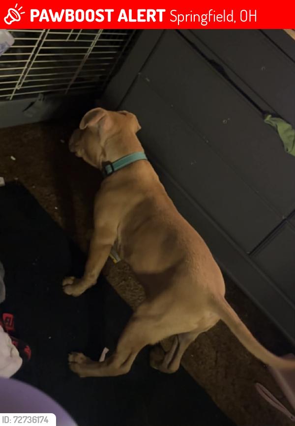 Lost Male Dog last seen Tacoma, Springfield, OH 45503