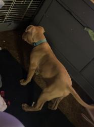 Lost Male Dog last seen Tacoma, Springfield, OH 45503