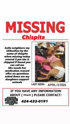 Lost Female Dog last seen Green leaf and Long Beach , Compton, CA 90220
