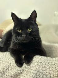 Lost Male Cat last seen Park/amphitheatre facing park view, North Northamptonshire, England NN17 5ER