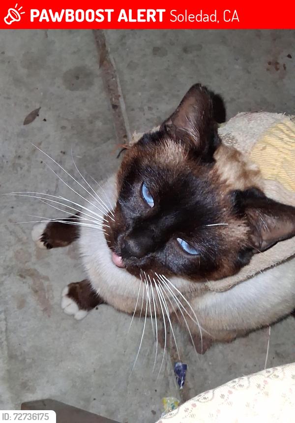 Lost Male Cat last seen Appalachian and Blueridge Ct, Soledad, CA 93960