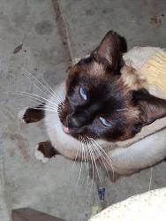 Lost Male Cat last seen Appalachian and Blueridge Ct, Soledad, CA 93960