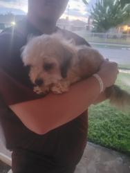 Found/Stray Female Dog last seen 10th st west lancaster, Lancaster, CA 93536