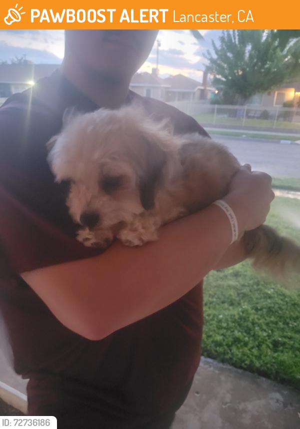 Found/Stray Female Dog last seen 10th st west lancaster, Lancaster, CA 93536