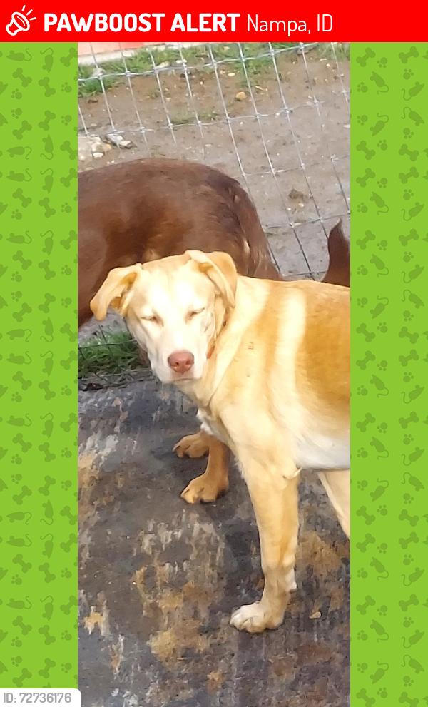 Lost Female Dog last seen ustick& middelton rd, Nampa, ID 83687