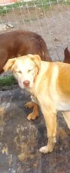 Lost Female Dog last seen ustick& middelton rd, Nampa, ID 83687