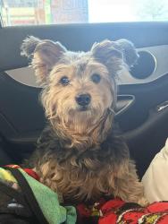 Lost Male Dog last seen Crumley St, right on the corner by the stop sign with a dead end alley behind it , Atlanta, GA 30312