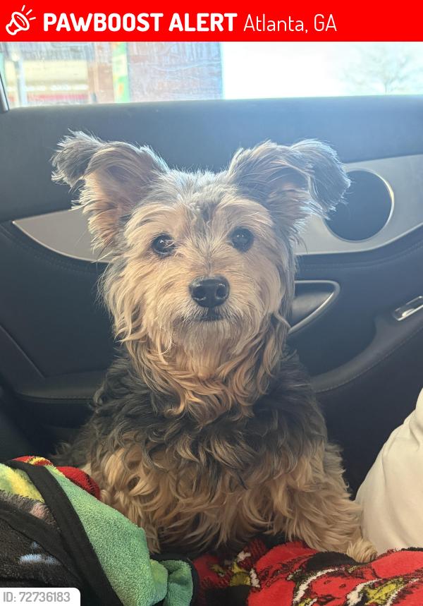 Lost Male Dog last seen Crumley St, right on the corner by the stop sign with a dead end alley behind it , Atlanta, GA 30312