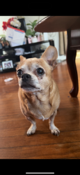 Lost Female Dog last seen Joline Ave , Long Branch, NJ 07740