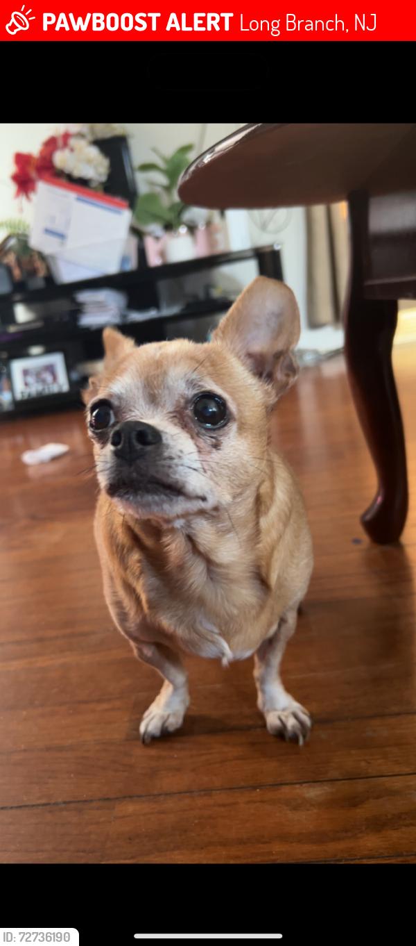 Lost Female Dog last seen Joline Ave , Long Branch, NJ 07740