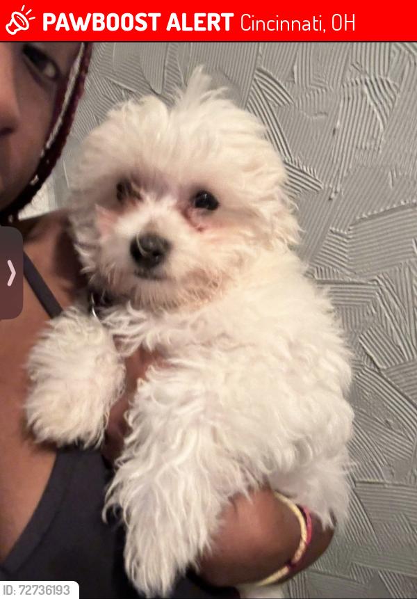 Lost Female Dog last seen Cincinnati zoo Va hosp , Cincinnati, OH 45220