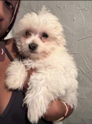 Lost Female Dog last seen Cincinnati zoo Va hosp , Cincinnati, OH 45220