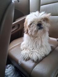 Lost Male Dog last seen Chimmey hill, Virginia Beach, VA 23453
