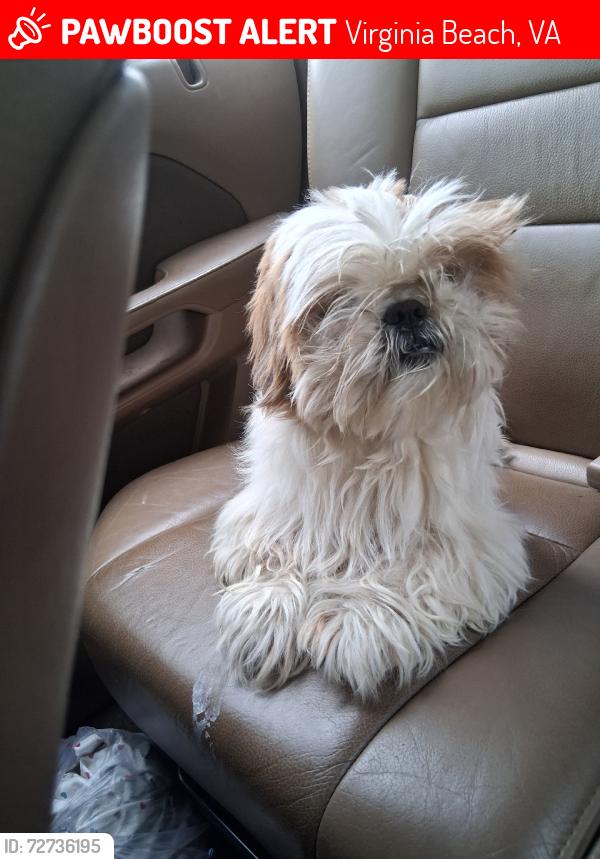 Lost Male Dog last seen Chimmey hill, Virginia Beach, VA 23453