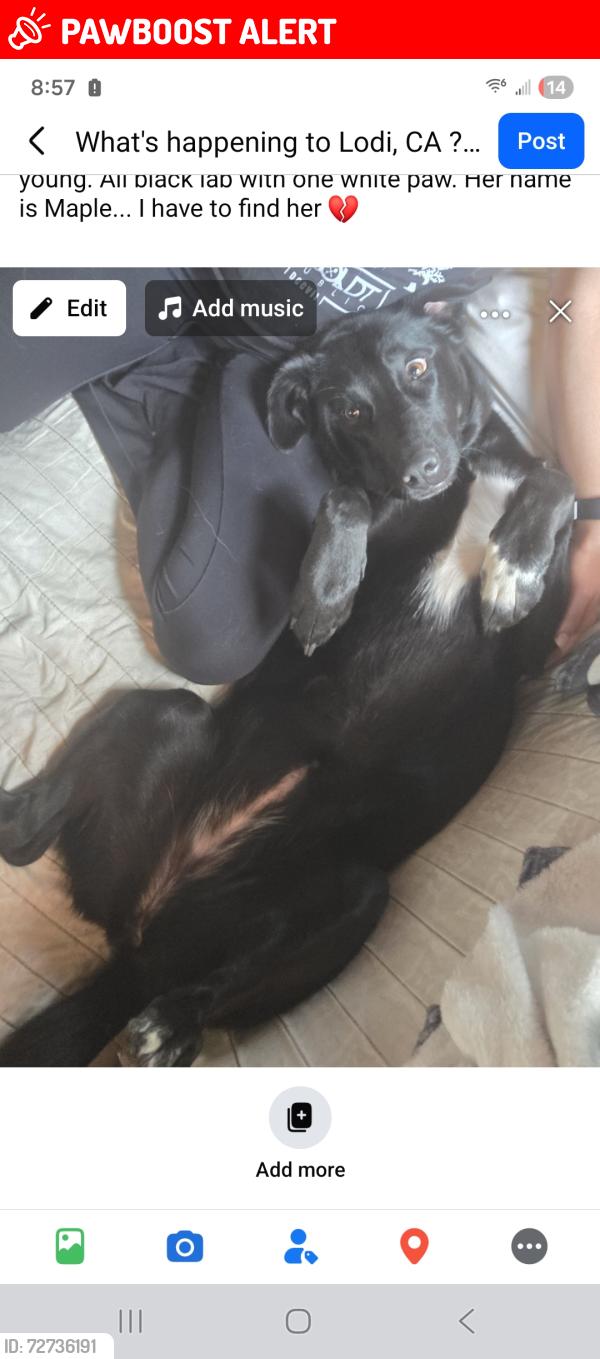 Lost Female Dog last seen North Locust Street, San Joaquin County, CA 95240