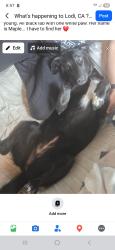 Lost Female Dog last seen North Locust Street, San Joaquin County, CA 95240
