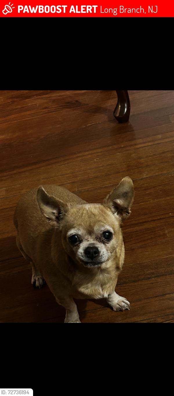 Lost Female Dog last seen Long branch , Long Branch, NJ 07740