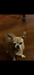 Lost Female Dog last seen Long branch , Long Branch, NJ 07740