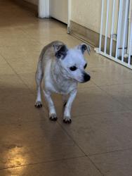 Found/Stray Female Dog last seen First and Bullard Park, Fresno, CA 93710