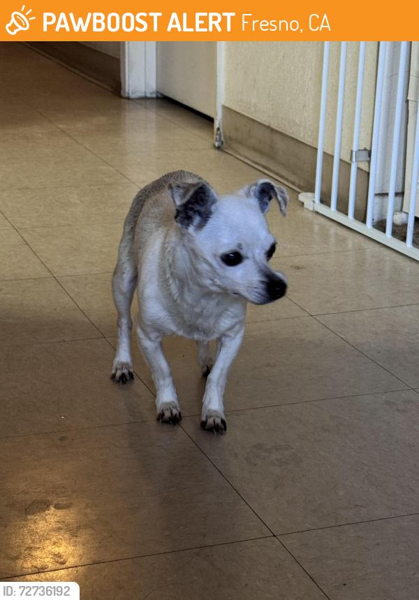 Found/Stray Female Dog last seen First and Bullard Park, Fresno, CA 93710