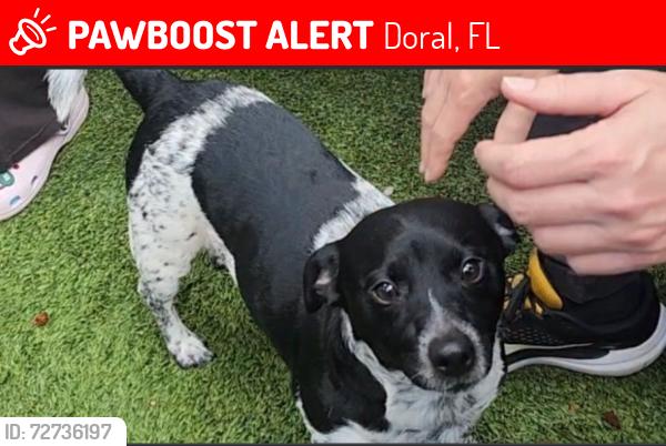 Lost Male Dog last seen Near NW 103rd, Doral, FL 33178, Doral, FL 33178