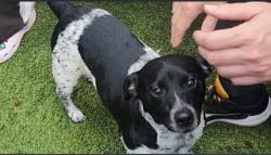 Lost Male Dog last seen Near NW 103rd, Doral, FL 33178, Doral, FL 33178