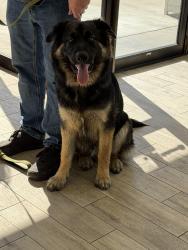 Found/Stray Male Dog last seen Yorktown Ave and Magnolia, Huntington Beach, CA 92646