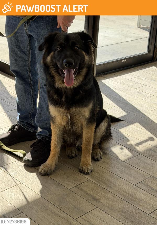 Found/Stray Male Dog last seen Yorktown Ave and Magnolia, Huntington Beach, CA 92646